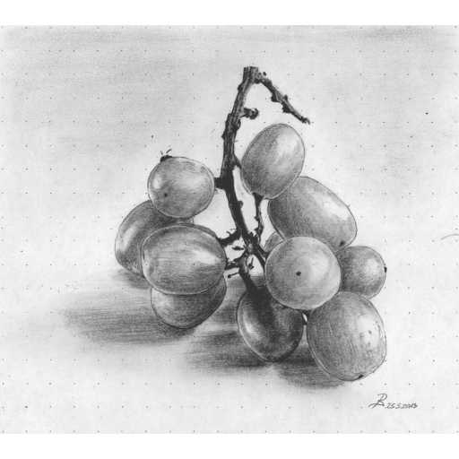 In vino veritas = Grapes drawing