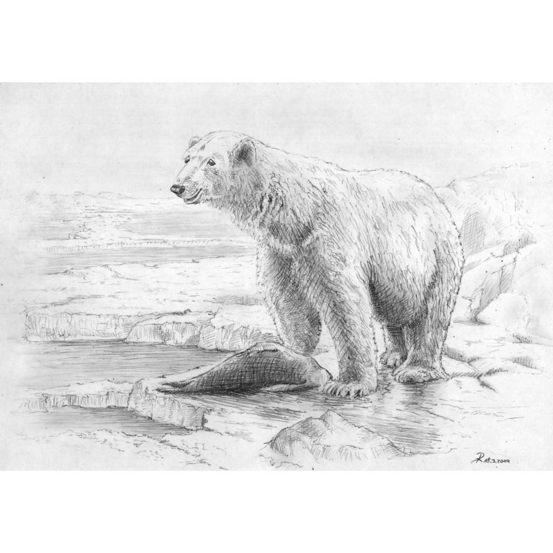 Nanuq = Eisbr Zeichnung