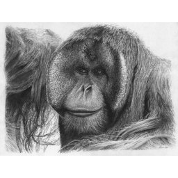 Scribble - Orang Utan (pencil)