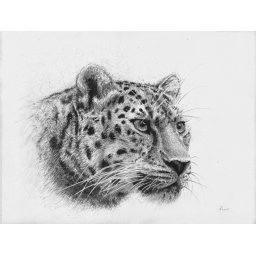 Scribble - Snowleopard (pencil)