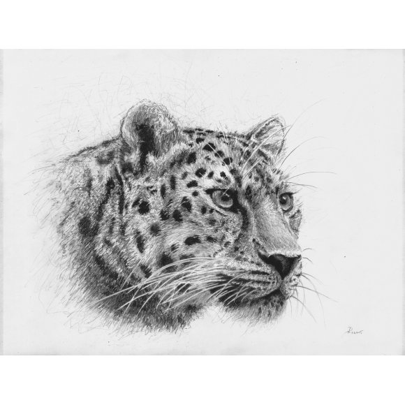 Snowleopard = scribble drawing